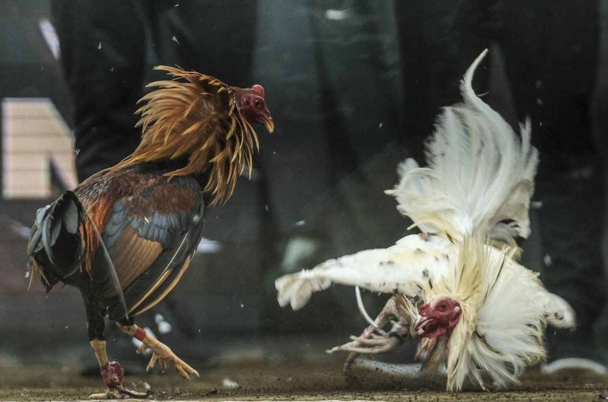 Đá Gà 128 – Hiện Tượng Đá Gà Trực Tuyến Lên Ngôi 1 Đá gà 128